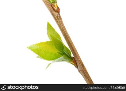 Branch aspen tree with spring buds isolated on white