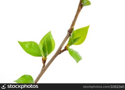 Branch aspen tree with spring buds isolated on white