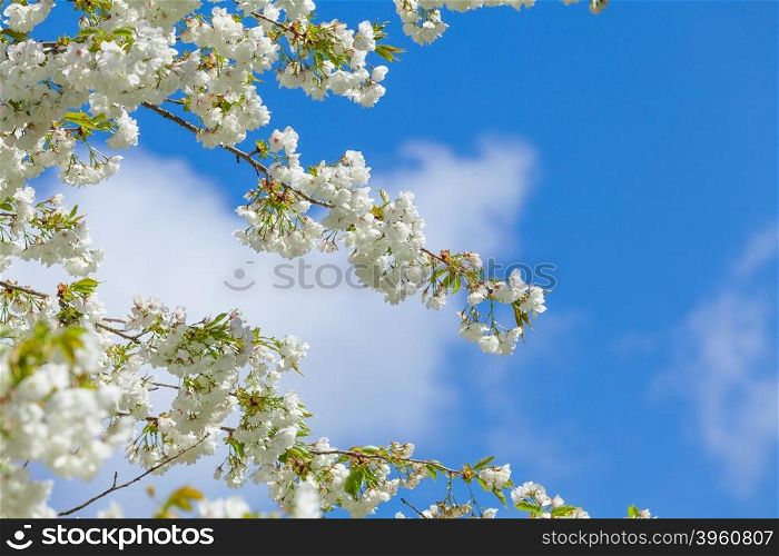 Branch blooming tree on blue sky. Spring blossom background