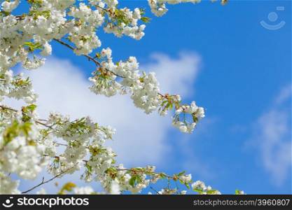 Branch blooming tree on blue sky. Spring blossom background