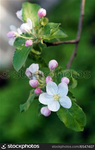 Branch blossoming apple