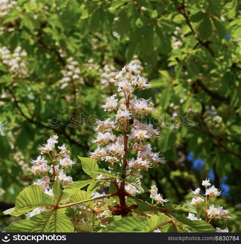 Branch chestnut close-up. White chestnut flowers photographed against the background of lush green leaves.