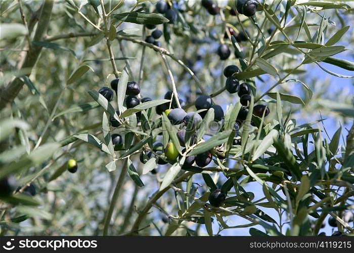 branch details with olives growing