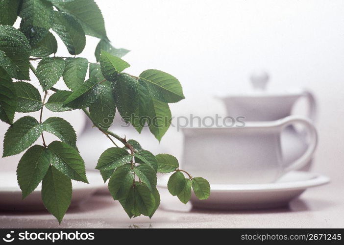 branch in front of a cup