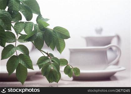 branch in front of a cup