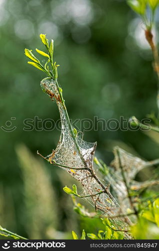 branch invested by pests moth