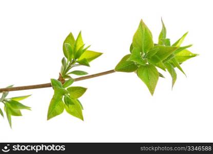 Branch lilac tree