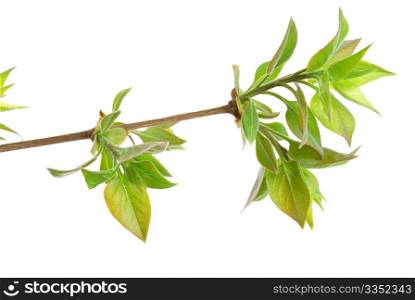 Branch lilac tree with spring buds isolated on white