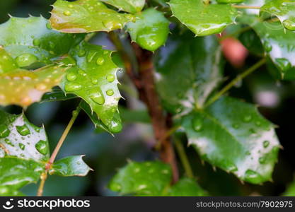 Branch mahonia with green leaves with drops after rain