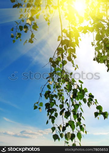 branch of a birch tree with green foliage on sky background