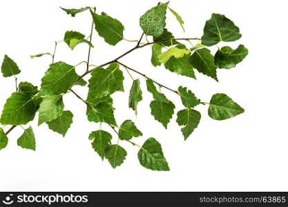 Branch of a birch tree with green leaves on a white background