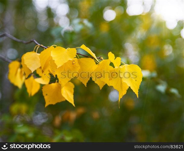 branch of a birch tree with yellow leaves in the autumn afternoon in the rays of the sun
