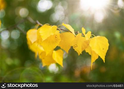 branch of a birch tree with yellow leaves on an autumn sunny day
