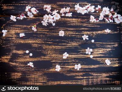 branch of a blooming apricot with white flowers on a black background