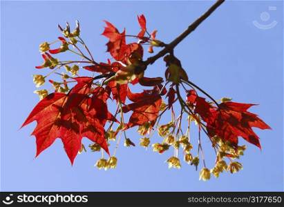 Branch of a blooming red maple tree with young leaves