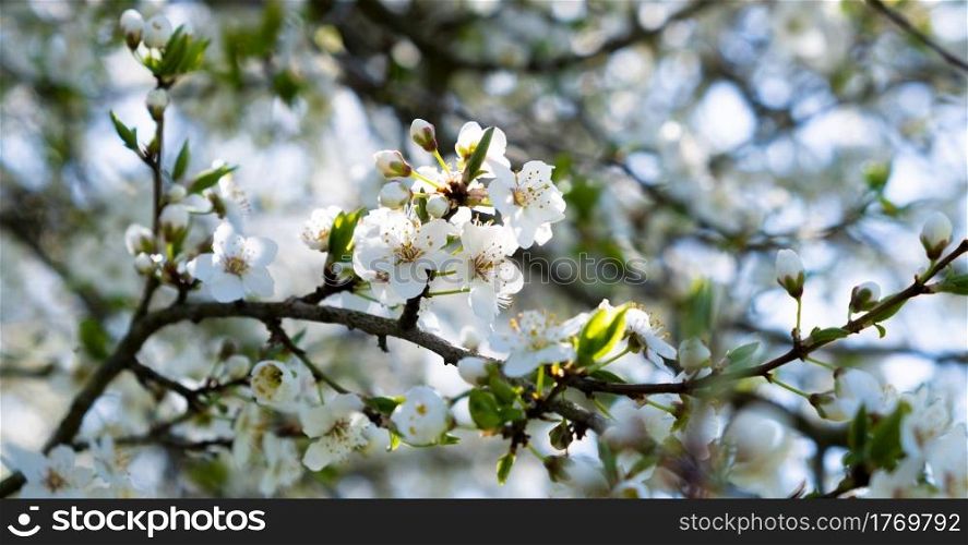 Branch of a blossoming tree with beautiful white flowers. Blured background. Branch of a blossoming tree with beautiful white flowers