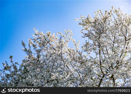 Branch of a blossoming tree with beautiful white flowers. Blured background. Branch of a blossoming tree with beautiful white flowers
