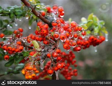 Branch of a bush with bright berries and green leaves after freezing rain