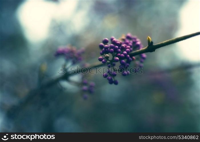 branch of a bush with purple fruit close-up