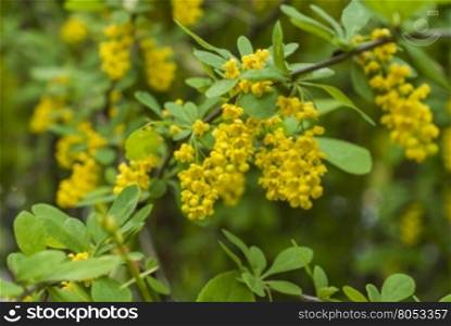 branch of a Bush with yellow flowers. The branch of a bush with yellow flowers