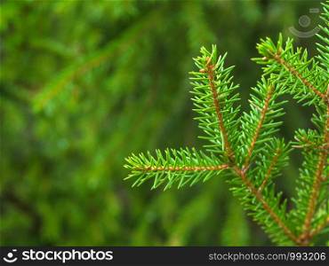 branch of a Christmas tree on a blurred natural background. branch of green spruce on a blurred background