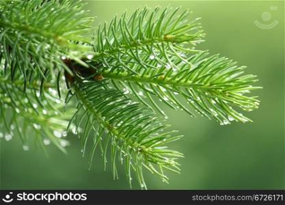 Branch of a coniferous tree with raindrops