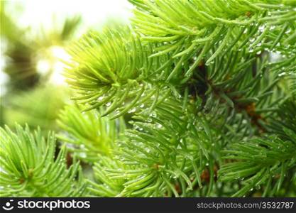 Branch of a coniferous tree with raindrops and sunlight