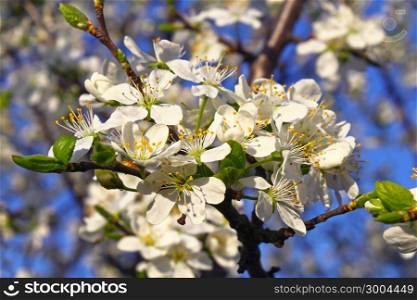 Branch of a flowering fruit tree with beautiful white flowers