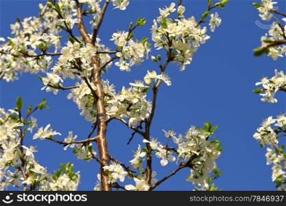 Branch of a flowering fruit tree with beautiful white flowers on blue sky