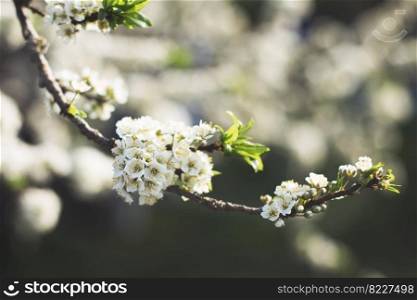 branch of a flowering tree. tree in bloom