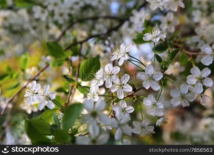 Branch of a fruit spring tree with beautiful white flowers