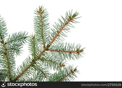 Branch of a fur-tree. It is isolated on a white background
