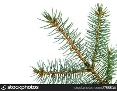 Branch of a fur-tree. It is isolated on a white background