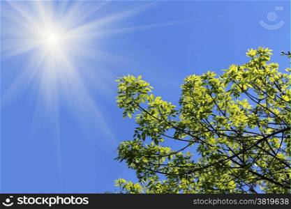 Branch of a green tree in the blue sky with bright sunlight