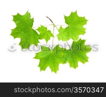 Branch of a maple with leaves on a white background isolated