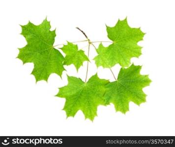 Branch of a maple with leaves on a white background isolated