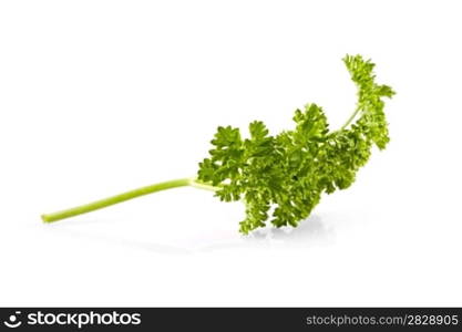 Branch of a parsley it is isolated