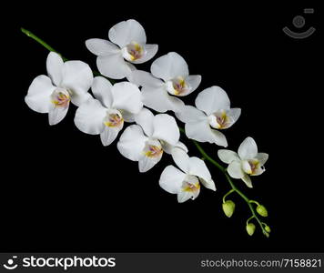 Branch of a phalaenopsis orchid with white flowers and several buds isolated on a black background