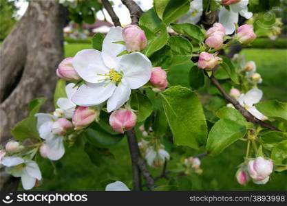 Branch of a spring apple-tree with beautiful white flowers