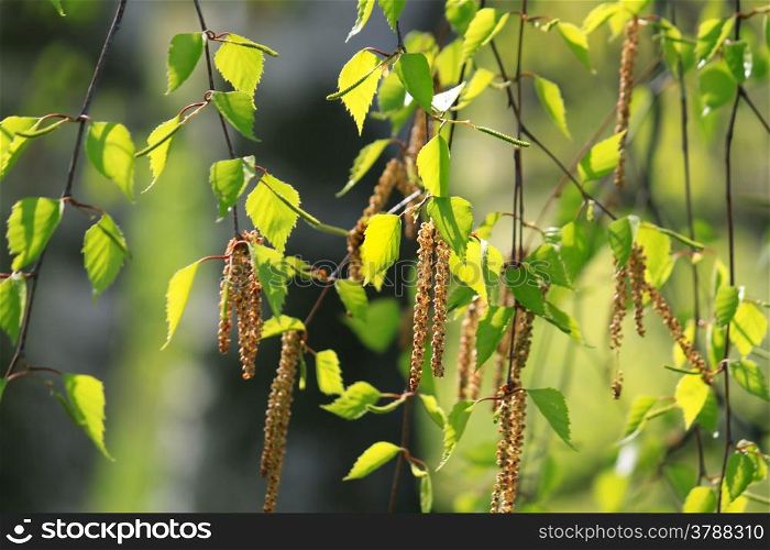 Branch of a spring birch tree in in the sunlight