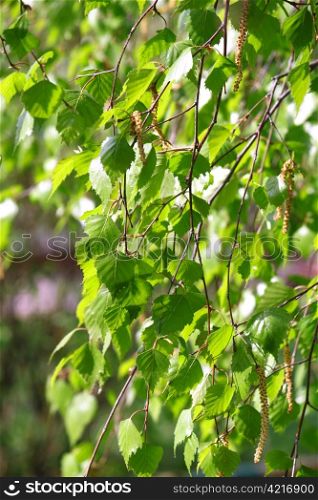 branch of a spring birch tree with green foliage