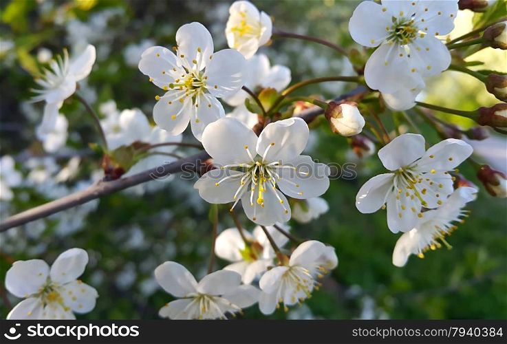 Branch of a spring tree with beautiful white flowers