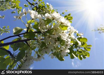 Branch of a spring tree with beautiful white flowers and sunlight on blue sky