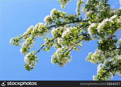 Branch of a spring tree with beautiful white flowers on blue sky
