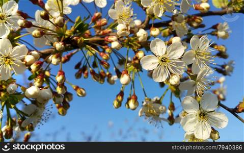 Branch of a spring tree with beautiful white flowers on blue sky