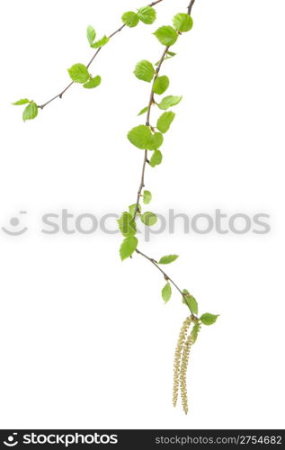 Branch of a tree of a birch. It is isolated on a white background