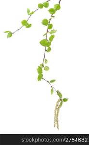 Branch of a tree of a birch. It is isolated on a white background