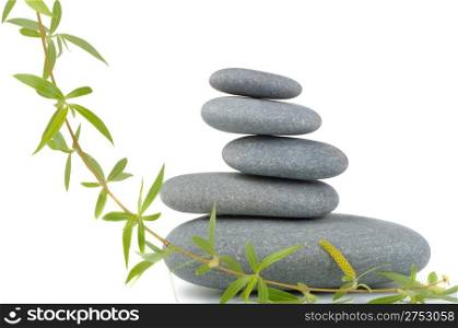 Branch of a tree of a willow and pebble. It is isolated on a white background