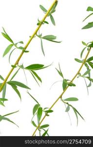 Branch of a tree of a willow. It is isolated on a white background