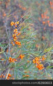 branch of a wild sea-buckthorn in autumn time